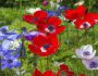 Sommersträuße aus eigenem Garten Knollen und Zwiebeln im Frühling pflanzen