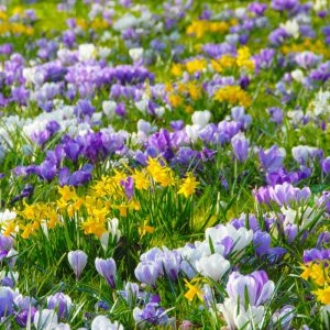 Zwiebelblumen feiern einen farbenfrohen Vorfrühling Blütenteppiche mit Krokus und Co.