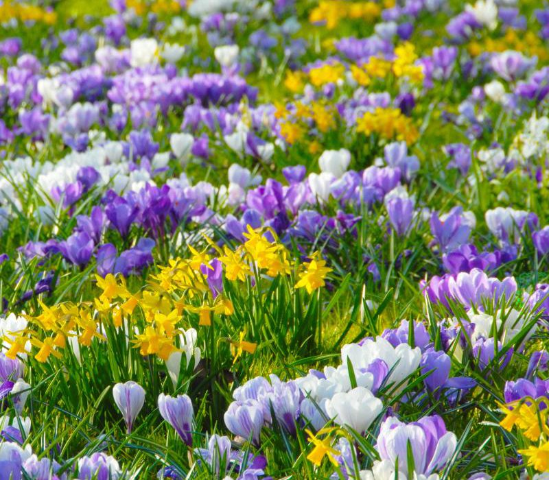 Zwiebelblumen feiern einen farbenfrohen Vorfrühling Blütenteppiche mit Krokus und Co.