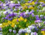 Zwiebelblumen feiern einen farbenfrohen Vorfrühling Blütenteppiche mit Krokus und Co.