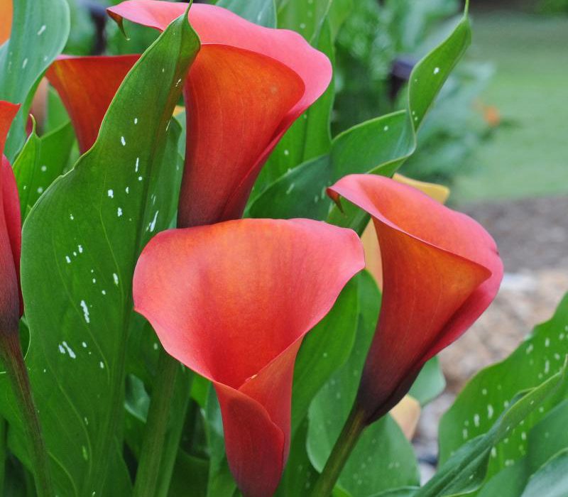 Von wegen Zimmercalla Knollen im Frühling in den Garten pflanzen!