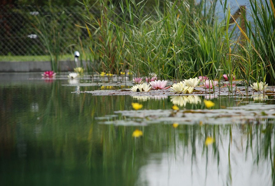 Schwimmteich – natürlicher Luxus