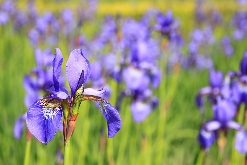 Blumen mit besonderer Bedeutung